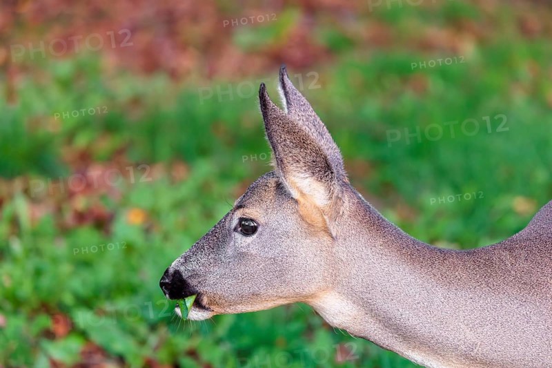 Portrait of a female Roe Deer (Capreolus capreolus)