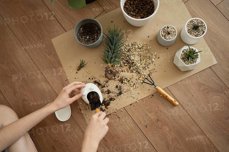 A hands-on scene with a Haworthia plant being potted on a wooden floor. Soil, pebbles, pots, and gardening tools create an earthy, tactile atmosphere focused on houseplants