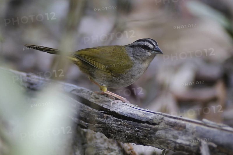 Green-backed Sparrow (Arremonops chloronotus), Guatemala
