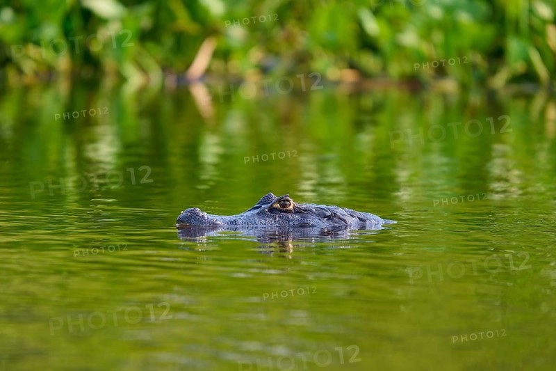A caiman swims in the water, surrounded by plants, the atmosphere is calm, Spectacled caiman (Caiman yacare, Caiman crocodilus yacare), Pantanal, Mato Grosso, Brazil