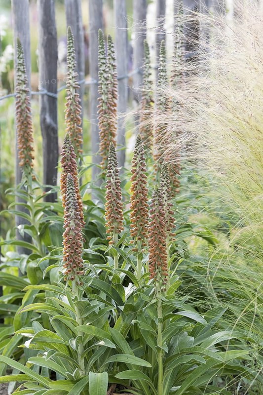 Fimgerhut (Digitalis parviflora), Ihlenweg 7, Germany