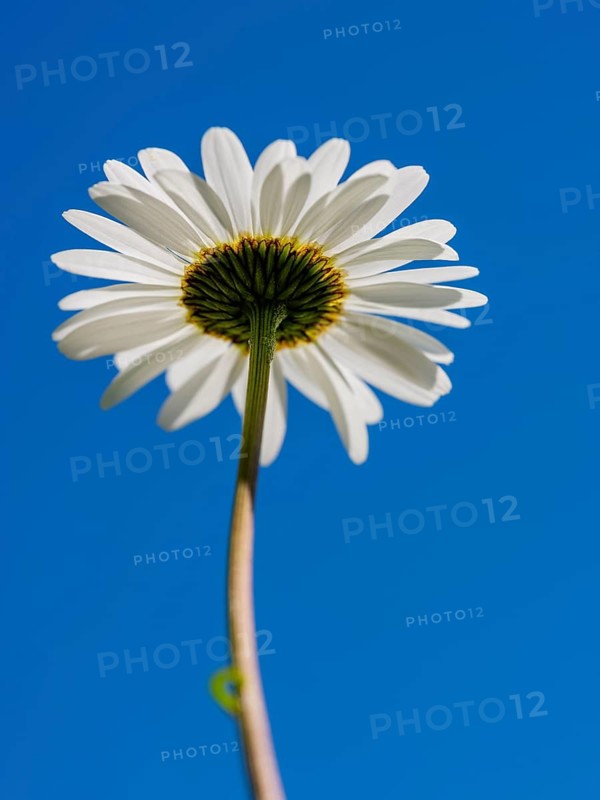 Ox-eye daisy (Leucanthemum vulgare) from below, Bischofswiesen, Berchtesgadener Land, Upper Bavaria, Bavaria, Germany