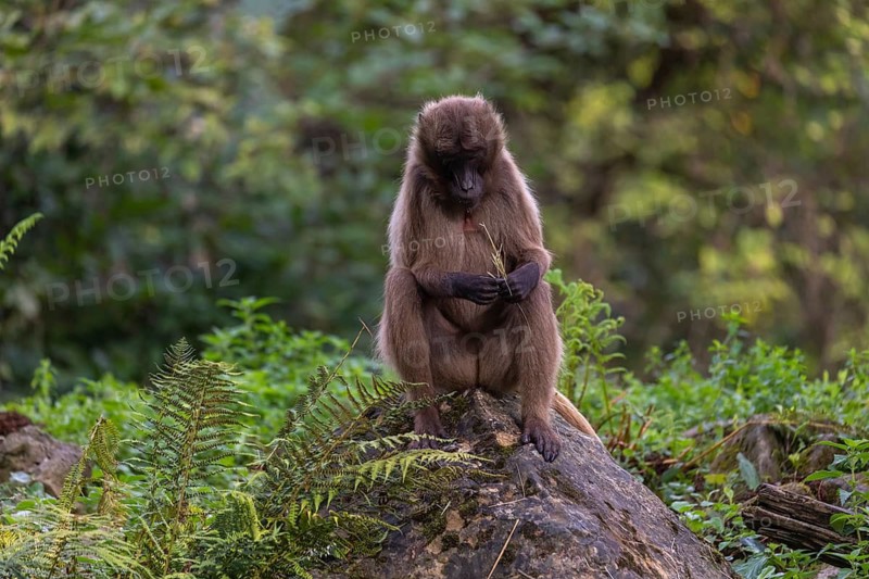 Portrait of an adult female Gelada (Theropithecus gelada), or bleeding-heart monkey, resting on a log and feeding on some leaves. A green forest in the background