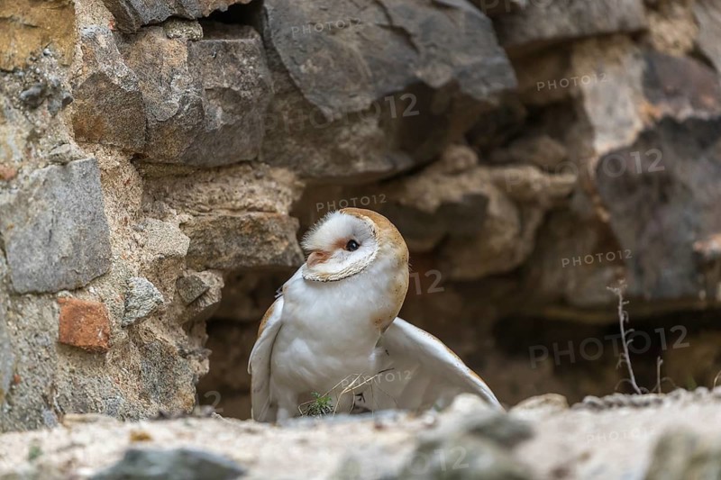 One barn owl (Tyto alba) sitting in a hole in a wall of a ruin of a monastery