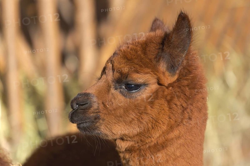 Portrait of a young brown Alpaka
