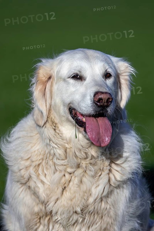 Close-up portrait of golden retriever, gun dog with cream coloured coat sitting in field