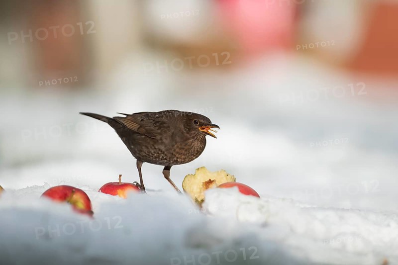 European blackbird (Turdus merula) adult female garden bird feeding on apples fruit on snow in winter, Suffolk, England, United Kingdom