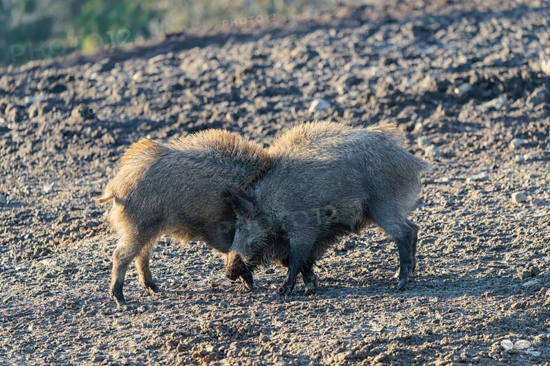 Two young wild boars (Sus scrofa) play fighting and dominance on a frozen field on a sunny day. A forest can be seen in the background