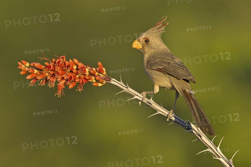 Pyrrhuloxia (Cardinalis sinuatus) female, Texas, USA