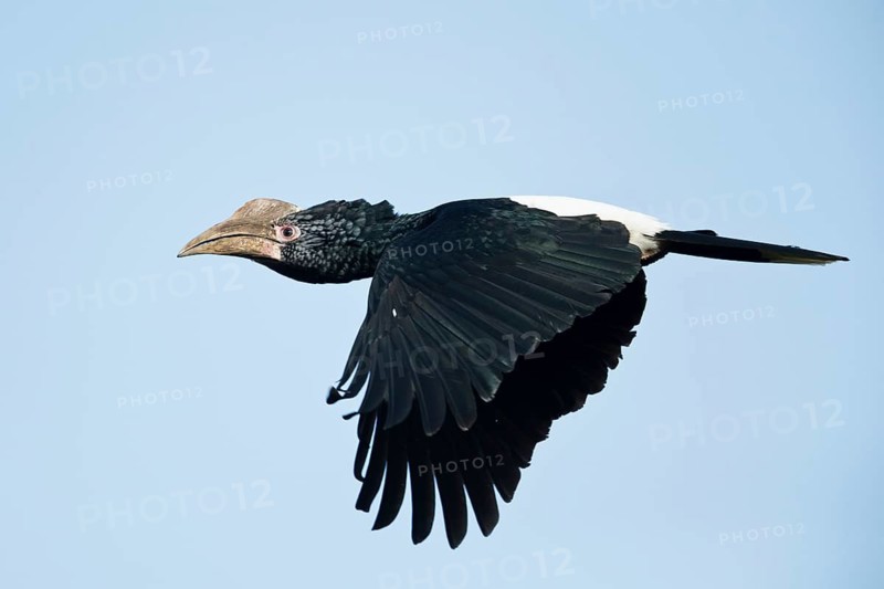 Silvery-cheeked Hornbill (Bycanistes brevis) female flying, Kafa, Ethiopia