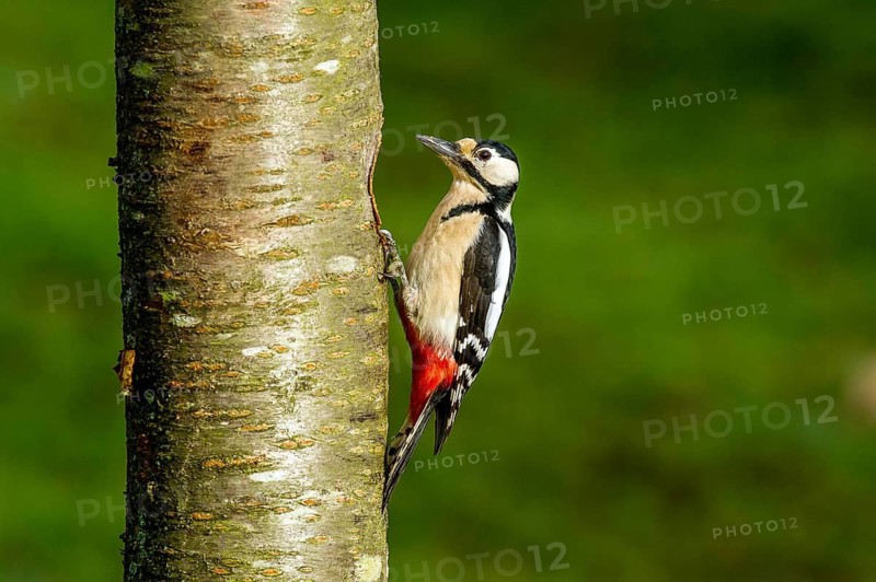 Great Spotted Woodpecker, female (Dendrocopos major) Great Spotted Woodpecker, female • Baden-Württemberg, Germany, Baden-Württemberg, Federal Republic of Germany