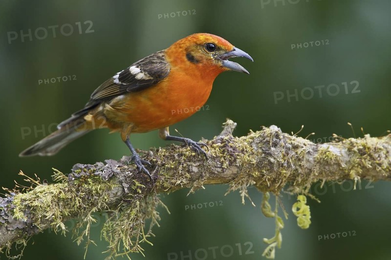 Flame-colored Tanager (Piranga bidentata) male, Costa Rica
