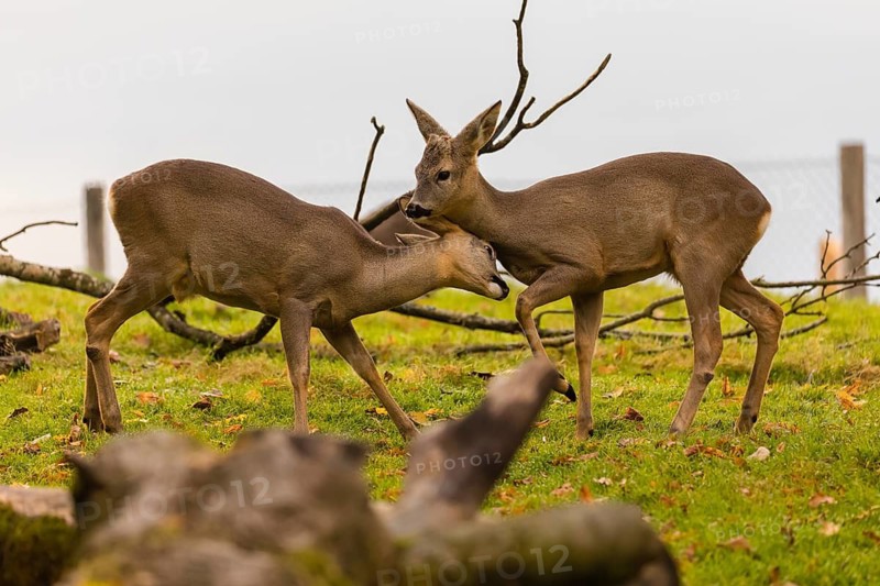 One young Roe Deer buck, (Capreolus capreolus), behaves like a…buck