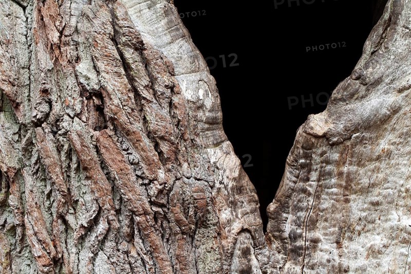 Bark structures, Primeval forest Urwald Sababurg, Weser Uplands, Weserbergland, Hesse, Germany