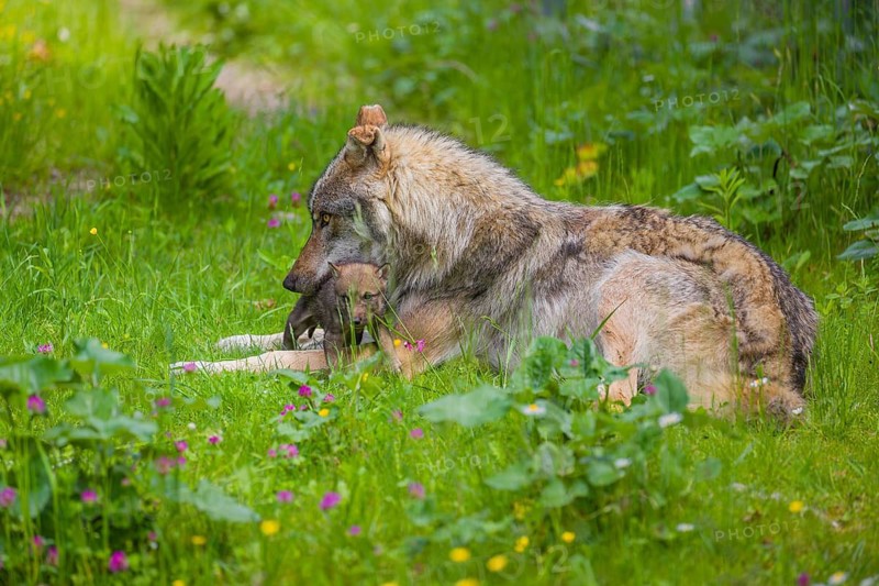 A male eurasian gray wolf (Canis lupus lupus) rests with a pup in his mouth next to the new safer den