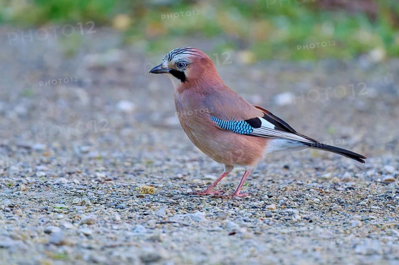 Eurasian Jay with colourful feather pattern on gravel, in natural surroundings, jay (Garrulus glandarius), spring, bird island, Altmühlsee, Muhr am See, Gunzenhausen, Franconian Lake District, Bavaria, Germany