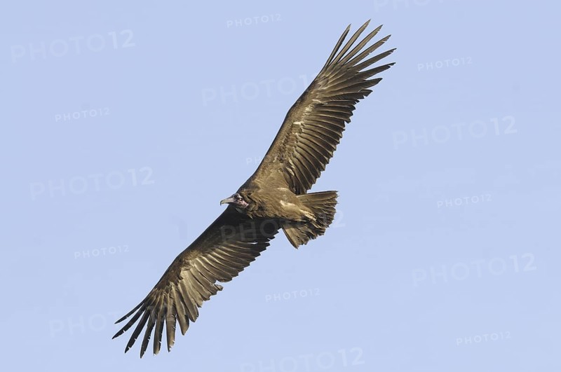 Hooded Vulture (Necrosyrtes monachus) flying, Gambia