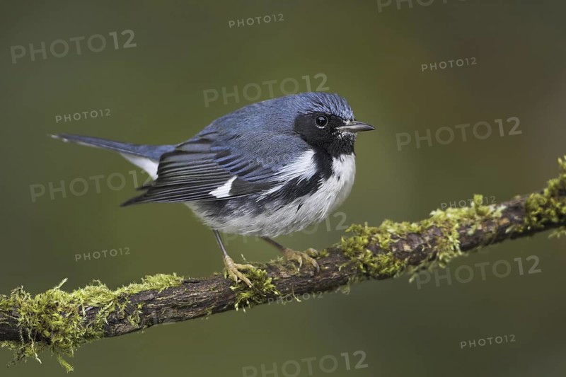 Black-throated Blue Warbler (Setophaga caerulescens) male, British Columbia, Canada