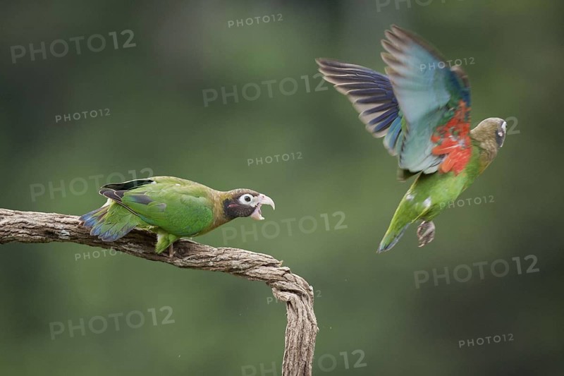 Brown-hooded parrots
