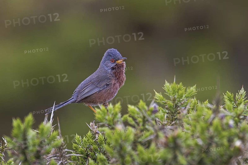Dartford Warbler (Sylvia undata) male, Wales, United Kingdom