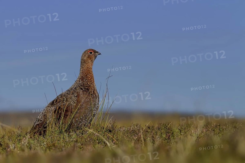 Red Grouse (Lagopus lagopus scotica), Yorkshire, United Kingdom