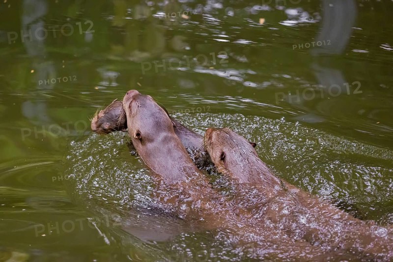 An adult giant otter or giant river otter (Pteronura brasiliensis) swims in a small river carrying a 2-month-old young around in its mouth. They are accompanied by another adult otter of the pack