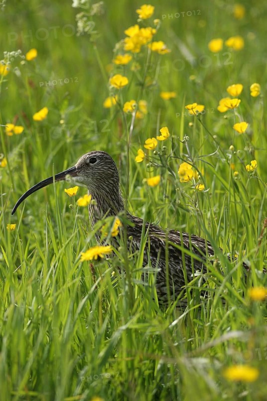 Eurasian curlew (Numenius arquata) in the meadow with flowering buttercup (Ranunculus) Lofoten, Norway, Scandinavia