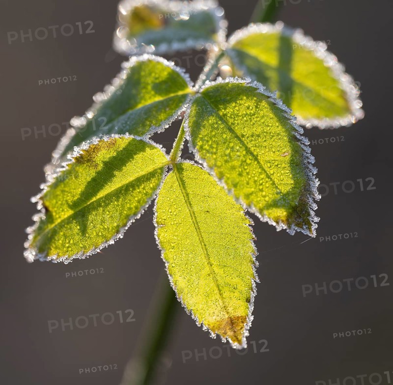 Blackberry (Rubus sectio Rubus), leaves with hoarfrost, backlit, shallow depth of field, Thuringia, Germany