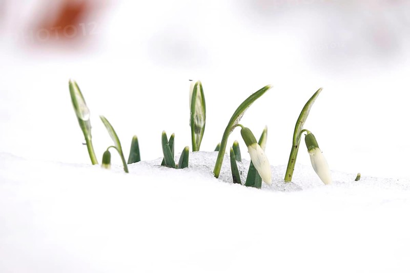 First snowdrops in snow with drops of water, winter, Germany