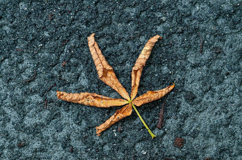 Withered, dried horse chestnut leaf (Aesculus hippocastanum) on wet gravel path, closeup, next to power line near runway west, Rüsselsheim am Main, Hesse, Germany