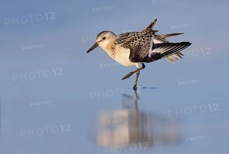 Sanderling (Calidris alba)