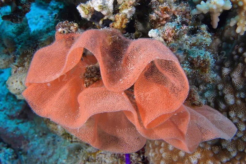 Spanish dancer spawn (Hexabranchus sanguineus)