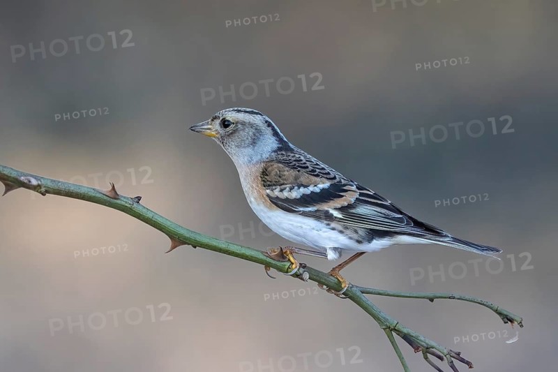 Brambling (Fringilla montifringilla) female, Austria, Upper Austria