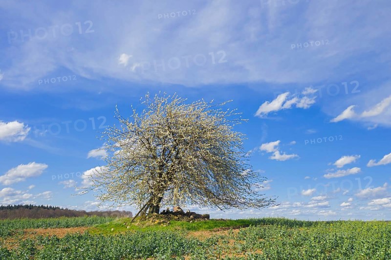 Wild cherry, sweet cherry, gean (Prunus avium, Cerasus avium) solitary fruit tree flowering in field in spring