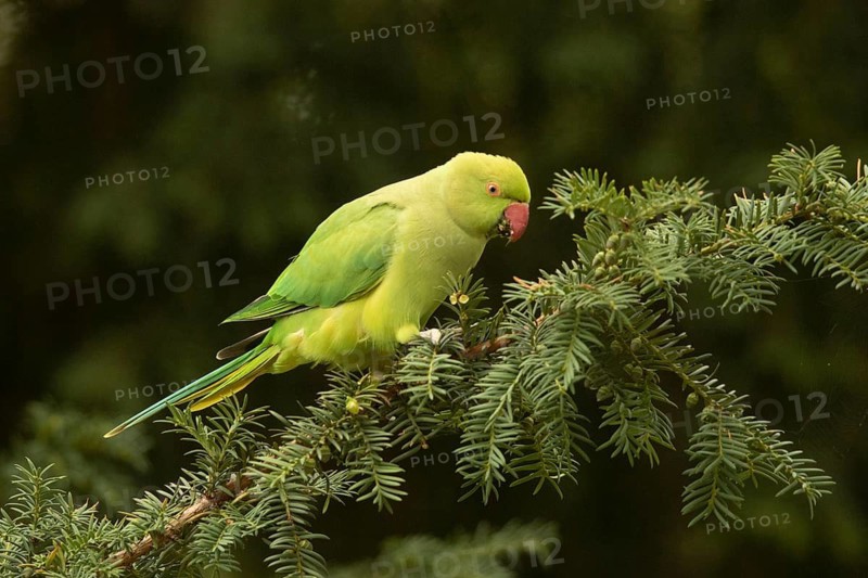 Rose-ringed Parakeet (Psittacula krameri) female feeding on European yew (Taxus baccata) seeds, Hesse, Germany