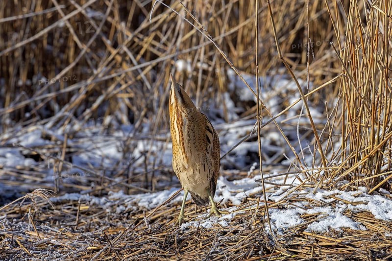 Disturbed Eurasian bittern, great bittern (Botaurus stellaris) bitterning in the snow in dense reed bed, reedbed along lake shore in winter