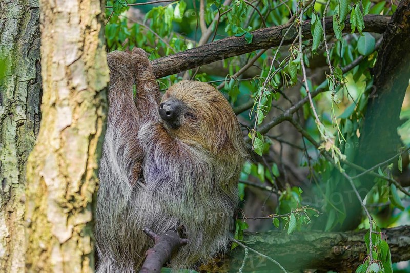A Linnaeus's two-toed sloth (Choloepus didactylus) hangs down from a branch of a tree