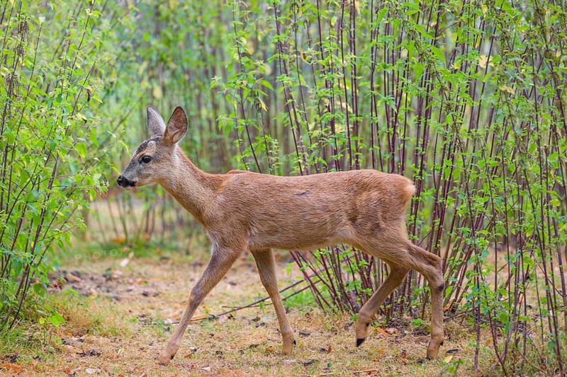 A female roe deer (Capreolus capreolus), runs through a nettle thicket