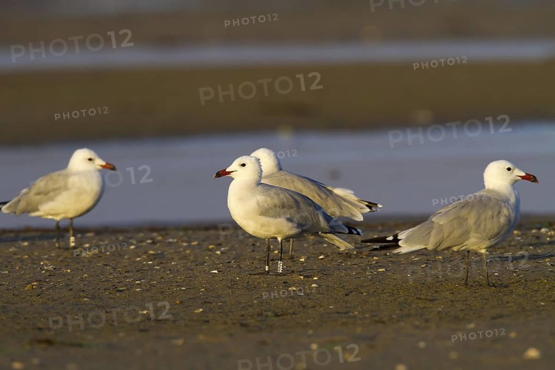 Audouin's Gull (Ichthyaetus audouinii) juvenile, Andalusia, Spain