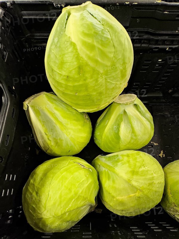 Several heads of White cabbage (Brassica oleracea convar. Capitata var. alba) unpackaged in loose pieces Display by retail wholesaler greengrocer supermarket environmentally friendly without plastic packaging no plastic packaging, Germany