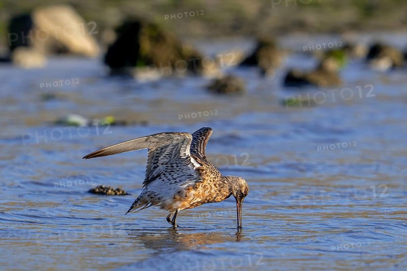 Bar-tailed godwit (Limosa lapponica) male in breeding plumage stretching wings in shallow water on the beach along the North Sea coast in spring