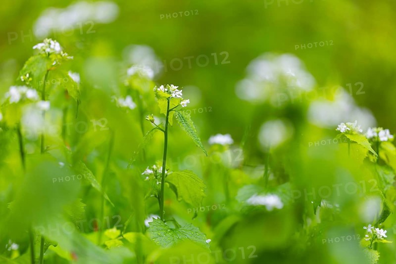 Woodruff (Galium odoratum), Rubiaceae, flower, forest, Leibertingen, Upper Danube nature park Park, Baden-Württemberg, Germany