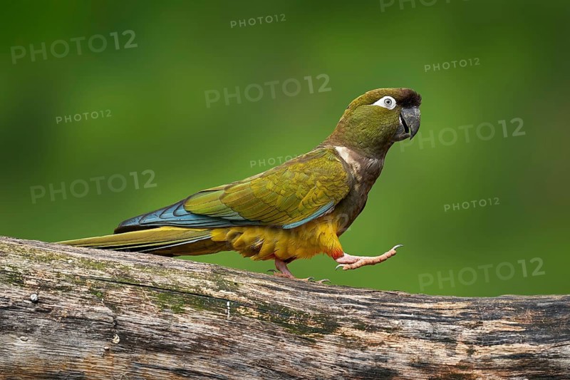 Parrot march tread walk on the free trunk. Burrowing Parakeet parrot, Cyanoliseus patagonus, sitting on the tree in the habitat. Beautiful parrot from Argentina, South America. Dark green bird
