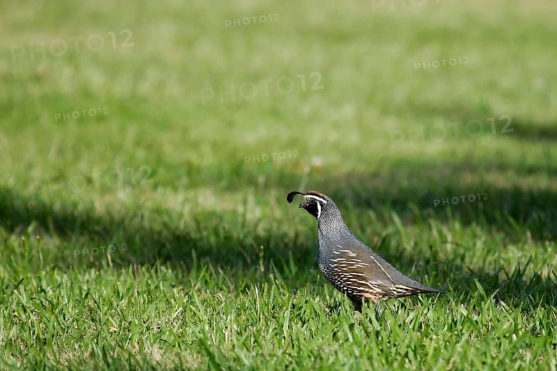 California Quail (Callipepla californica achrustera) male, North Island, New Zealand