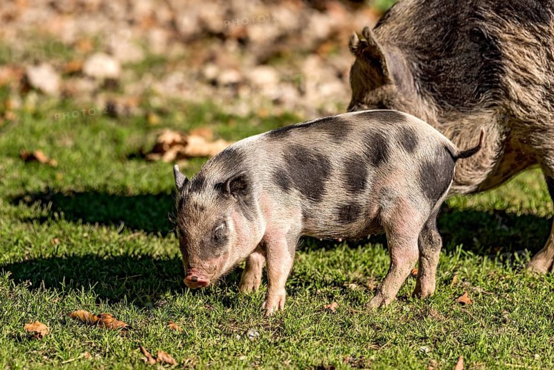 Pot-bellied pig (Sus scrofa f. domestica), newborn young animal, piglet running with mother, sow, in a meadow, Poing Wildlife Park, Upper Bavaria, Bavaria, Germany