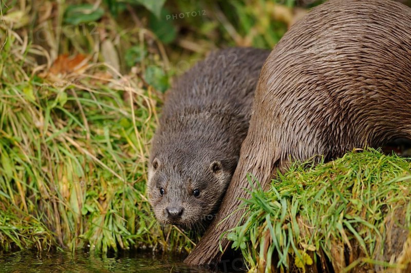 A small otter partially hiding behind grass by the water, otter (Lutra lutra), Bavaria