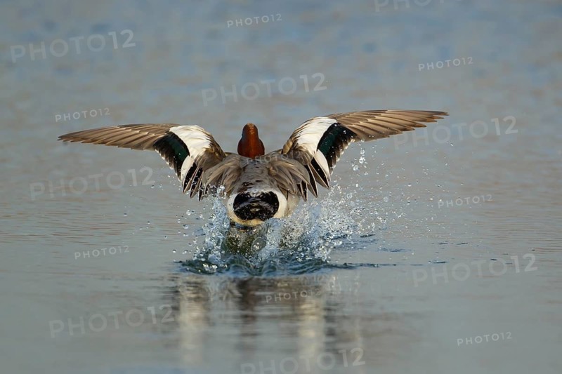 Eurasian wigeon duck (Mareca penelope) adult male bird landing on a lake, Norfolk, England, United Kingdom