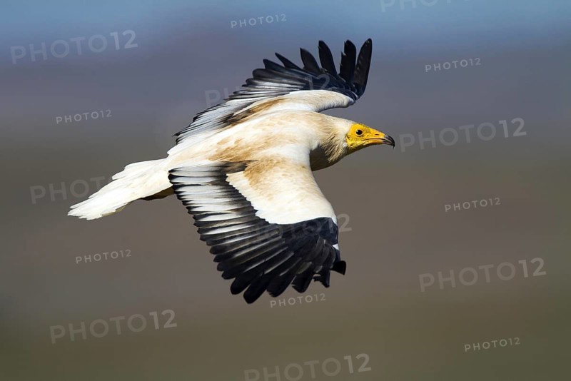 Egyptian Vulture (Neophron percnopterus) flying, Castile-La Mancha, Spain