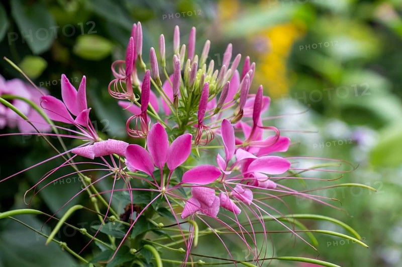 Spider flower or spider plant (Cleome spinosa, Cleome hassleriana, Tarenaya hassleriana), Münsterland, North Rhine-Westphalia, Germany