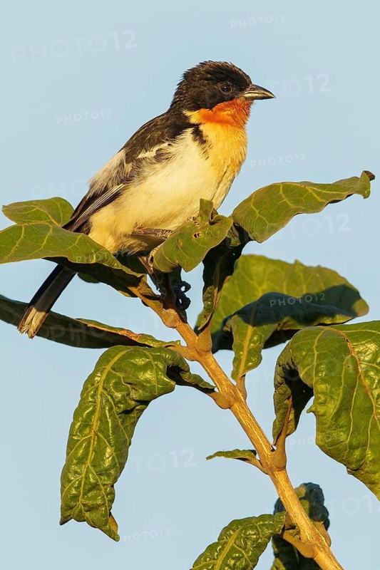 White-rumped Tanager (Cypsnagra hirundinacea) perched on a branch in the Pantanal region of Brazil